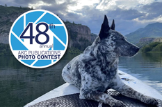 American Kennel Club Photo Contest